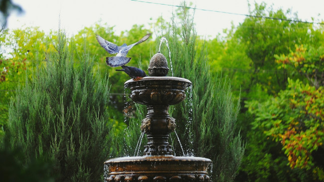 Обои картинки фото города, фонтаны, фонтан, голуби, зелень