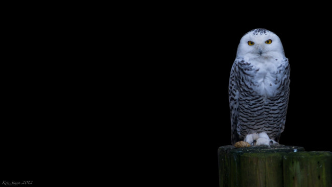 Обои картинки фото животные, совы, сова