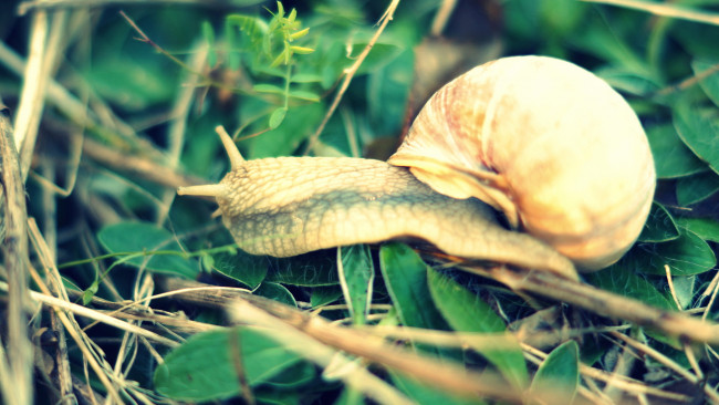 Обои картинки фото животные, улитки, улитк