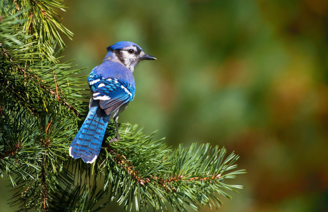 Обои картинки фото животные, сойки, хохолок, голубая, ветка