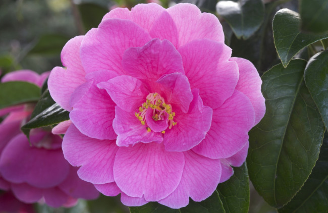 Обои картинки фото цветы, камелии, розовый, яркий