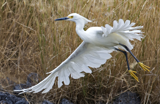 Обои картинки фото животные, цапли, перья, крылья, белый