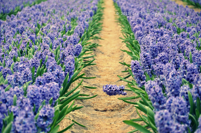 Обои картинки фото цветы, гиацинты, голубой, тропинка