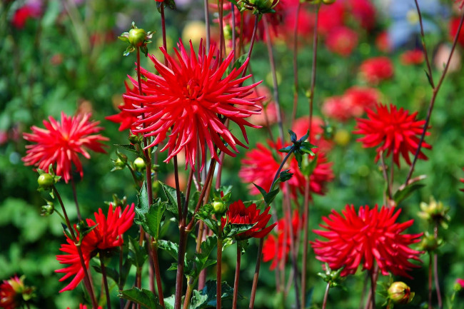 Обои картинки фото цветы, георгины