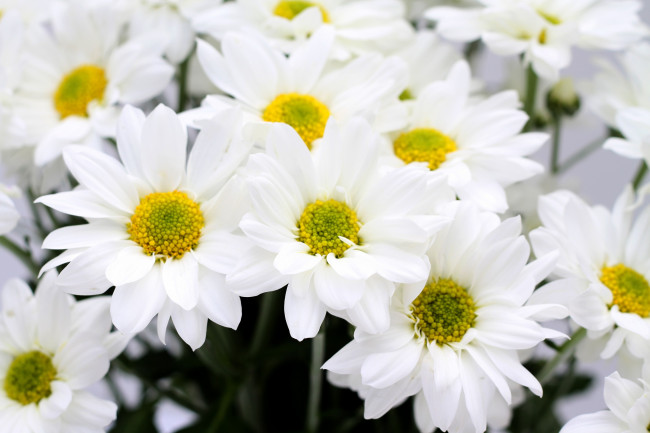 Обои картинки фото цветы, хризантемы, белый, лепестки