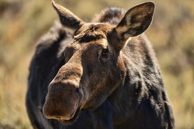 Обои картинки фото животные, лоси, макро, морда, лось