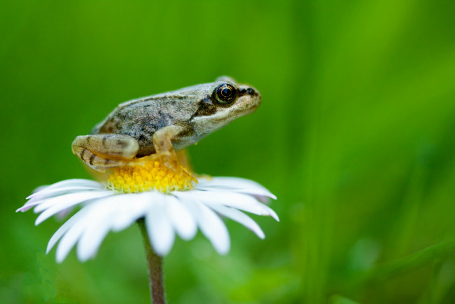 Обои картинки фото животные, лягушки, кроха, ромашка