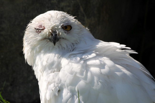 Обои картинки фото животные, совы, сова