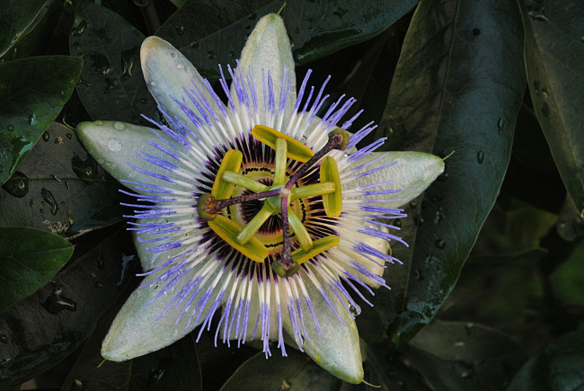 Обои картинки фото цветы, пассифлора, бутон