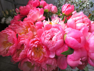 Картинка coral charm цветы пионы пион розовые