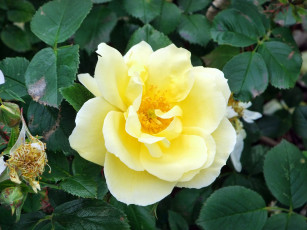 Картинка цветы розы бутон роза лепестки