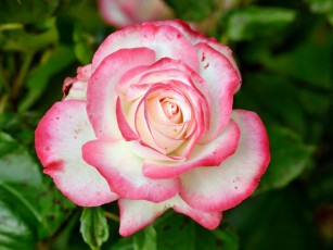 Картинка цветы розы лепестки бутон роза