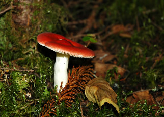 Картинка природа грибы гриб