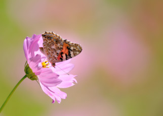 Картинка животные бабочки крылья цветок