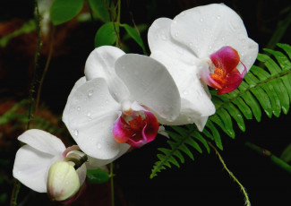 Картинка цветы орхидеи экзотика