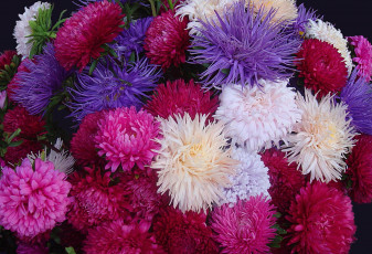 Картинка цветы астры разноцветный