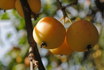 Картинка природа плоды ветка