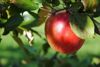 Картинка природа плоды ветка листья