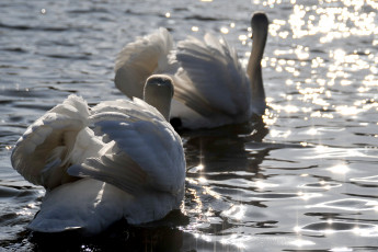 Картинка животные лебеди блики вода пара