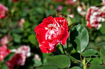 Картинка цветы розы бутон роза лепестки