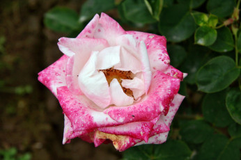 Картинка цветы розы лепестки бутон роза