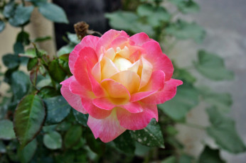 Картинка цветы розы лепестки бутон роза