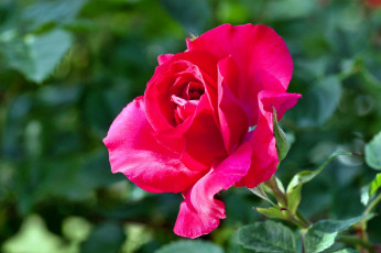 Картинка цветы розы роза лепестки бутон