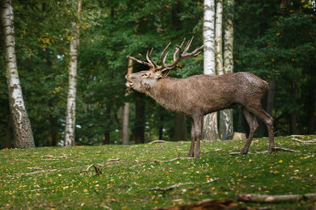 Картинка животные олени рев рога