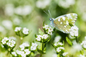 Картинка животные бабочки крылья цветение