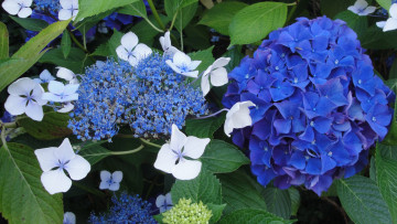 Картинка цветы гортензия соцветия макро