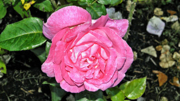 Картинка цветы розы роза бутон лепестки