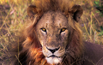 Картинка животные львы портрет