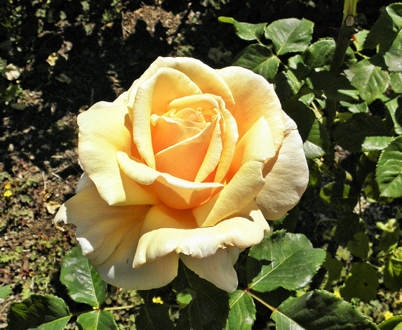 Обои картинки фото цветы, розы, лепестки, бутон, роза