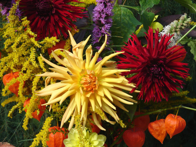 Обои картинки фото цветы, разные, вместе, осень, физалис, гергины