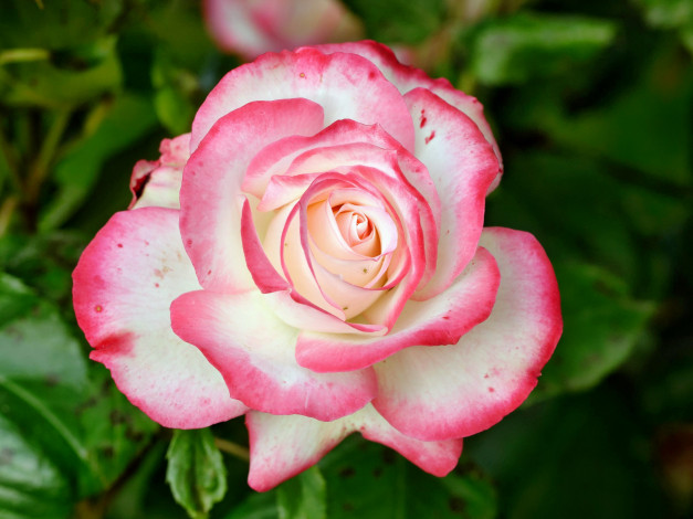 Обои картинки фото цветы, розы, лепестки, бутон, роза