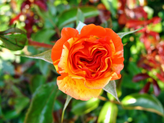 Обои картинки фото цветы, розы, роза, бутон, лепестки