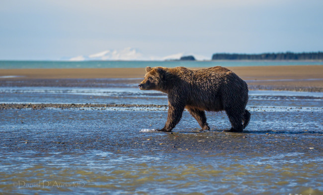 Обои картинки фото животные, медведи, вода, бурый