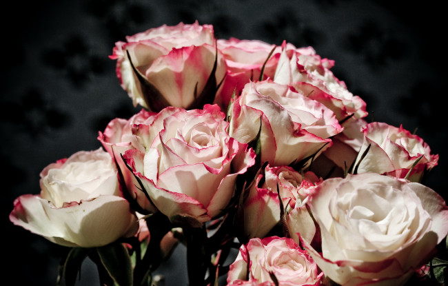 Обои картинки фото цветы, розы, букет