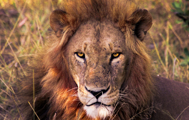 Обои картинки фото животные, львы, портрет