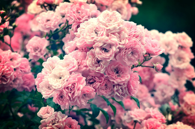 Обои картинки фото цветы, розы, куст