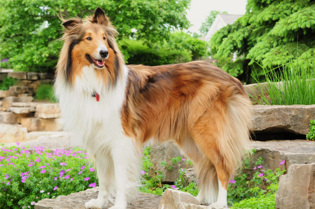 Обои картинки фото животные, собаки, колли