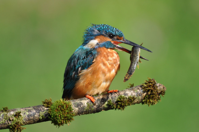 Обои картинки фото животные, зимородки, добыча