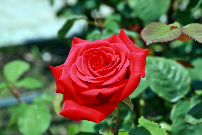 Обои картинки фото цветы, розы, бутон, лепестки, роза