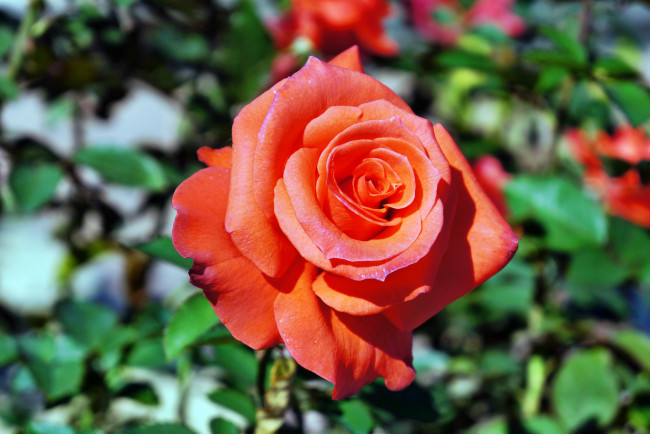 Обои картинки фото цветы, розы, роза, бутон, лепестки