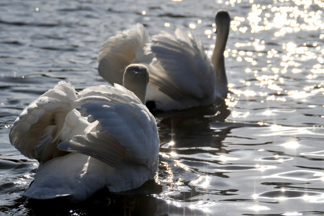 Обои картинки фото животные, лебеди, блики, вода, пара