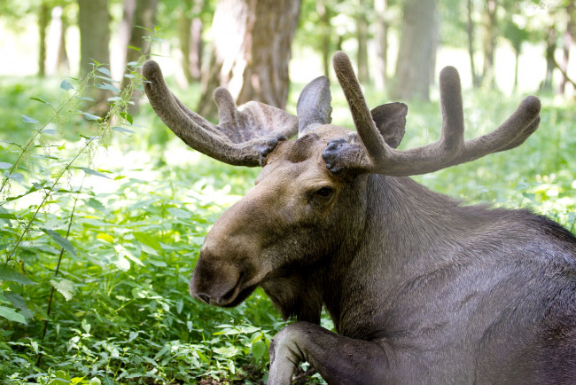 Обои картинки фото животные, лоси, рога