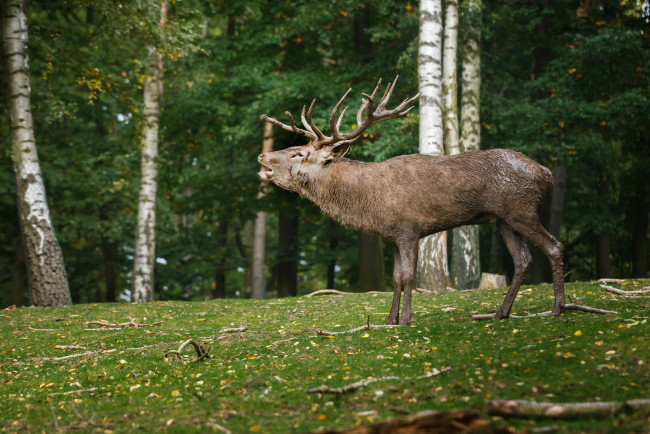 Обои картинки фото животные, олени, рев, рога