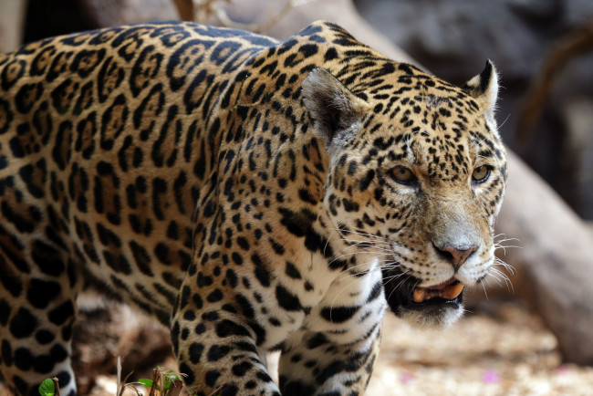 Обои картинки фото животные, Ягуары, ягуар