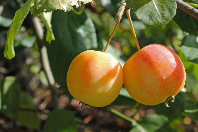 Обои картинки фото природа, плоды, листья, ветка