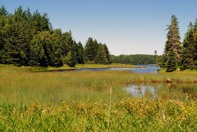 Обои картинки фото природа, луга, луг